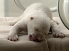 Japan zoo debuts five-day-old polar bear