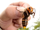 Giant hornets kill 42, injure thousands in China