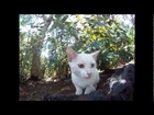 Cute Little White Cat, One Blue Eye, One Brown Eye, Funny