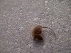 Mouse Chasing His Own Tail