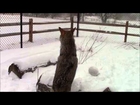 Rue Coyote, Baby It's Cold Outside -  Nature's Nursery
