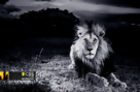 Lions Captured in Amazing Detail with New Tech