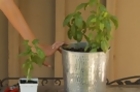 CHOW Tip: In Gardening, Pot Size Matters - Season 1 - Episode 1