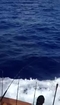 blue marlin jumps into boat