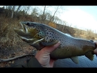 Steelhead and Brown Trout from Lake Ontario Tributaries float Fishing with Eggs and Trout Beads