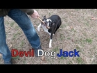 Devil Dog vs Stick