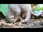 Baby pangolin-Palawan scaly anteater foraging for termites.