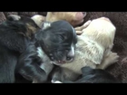 They Went to the Shelter to Rescue 6 Puppies - But Watch What Happens When They Get There