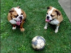 Dog Training 101 with James Miller - Soccer Game 2