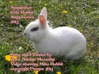 Spindrifter - Cute Rabbit Song Lyrics - 2013