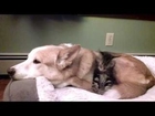 Kitten and Husky Are Best Buds