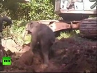 Video: Baby elephant rescued from well in Thailand