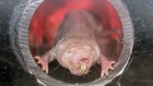 Researchers Turn to Naked Mole Rat for Cancer Clues